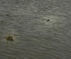 Cresta - Free Running Swivel Stopper - Cresta 6 Cresta - Free Running Swivel Stopper - Cresta -Vissen Verkoopwinkel 1522752267