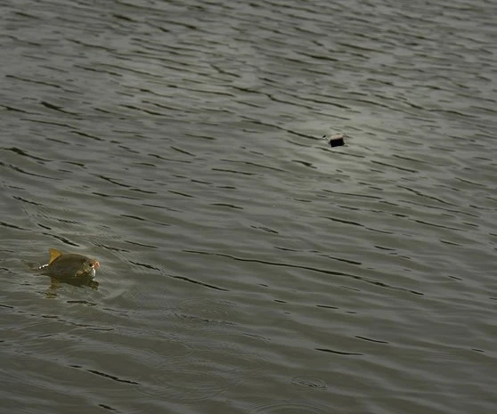 Cresta - Free Running Swivel Stopper - Cresta 3 Cresta - Free Running Swivel Stopper - Cresta - Afbeelding 3