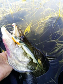 Quantum - Shads Original Pelagic Shad 70 Gram - 25cm - Quantum -Vissen Verkoopwinkel 1778664312